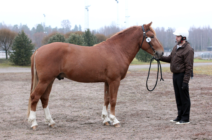 Sepori_08112015_Fager-Pintila