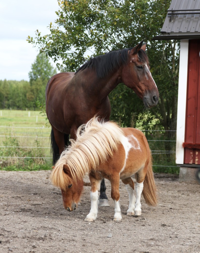 horsepower_6049