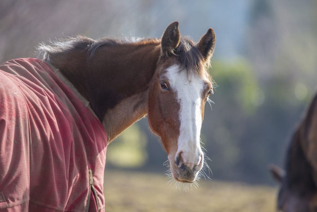 horse-head-1520673893ObE