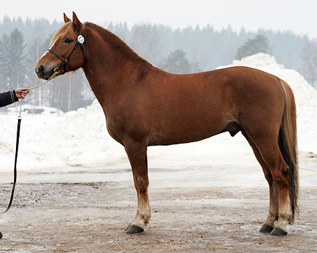 Finnhorse_stallion