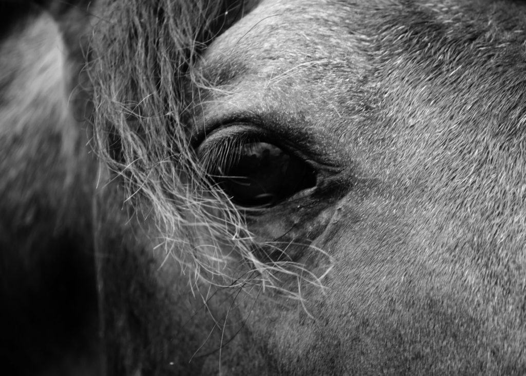 horse-1344185816J7m