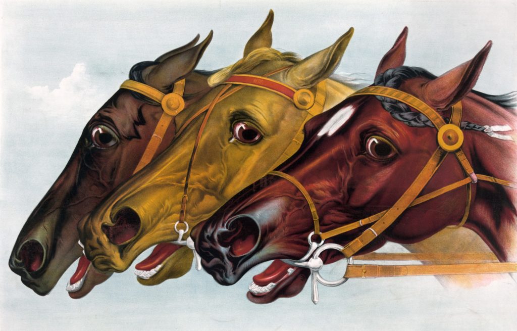 horse-head-portraits-beautiful