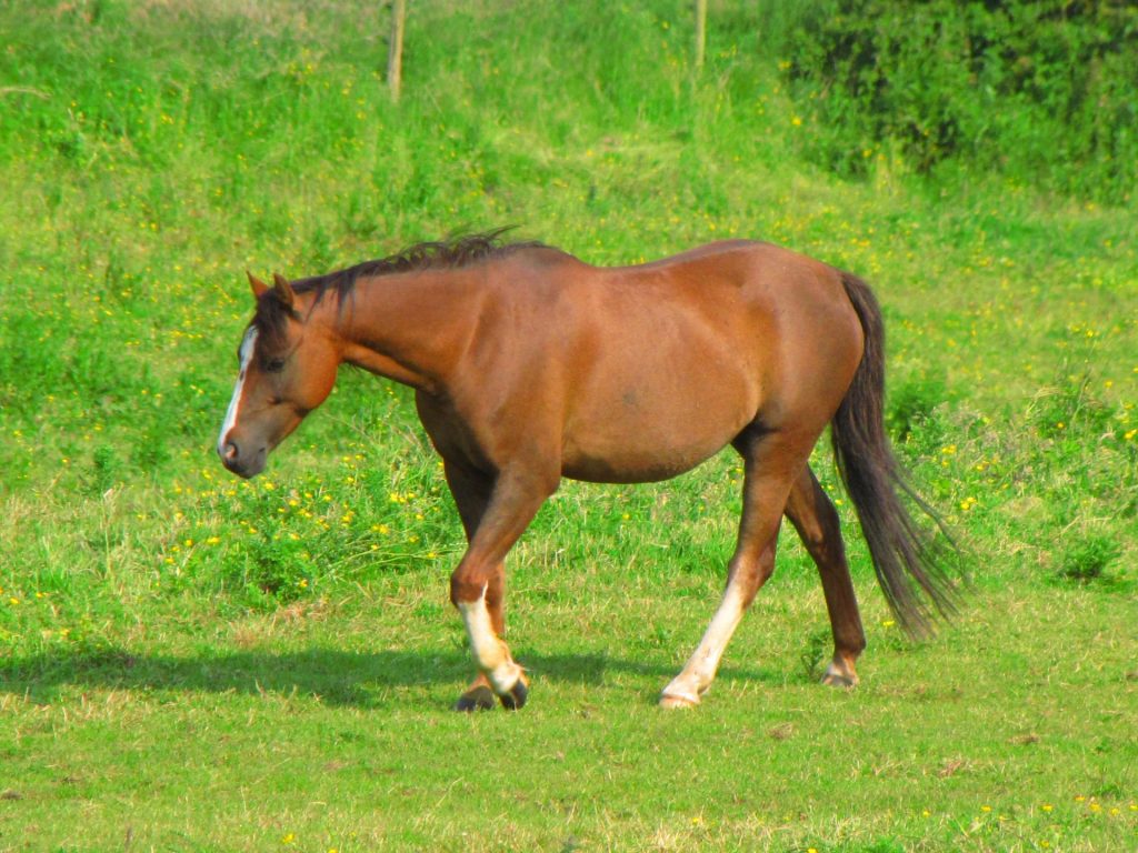 cheval-marron-qui-marche
