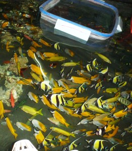 syanidilla_pyydettyja_kal.syanidilla_pyydettyja_kal.003ec9da-490f-4a03-8a75-2887d7d58c7a