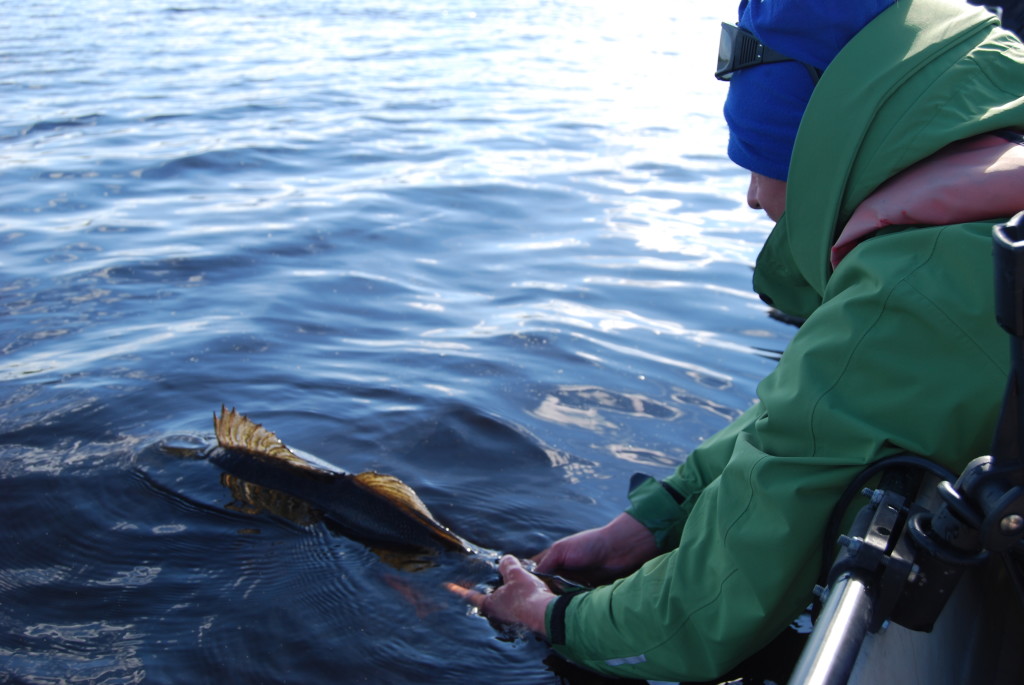 kalan-vapauttaminen1_svk_olli_saari