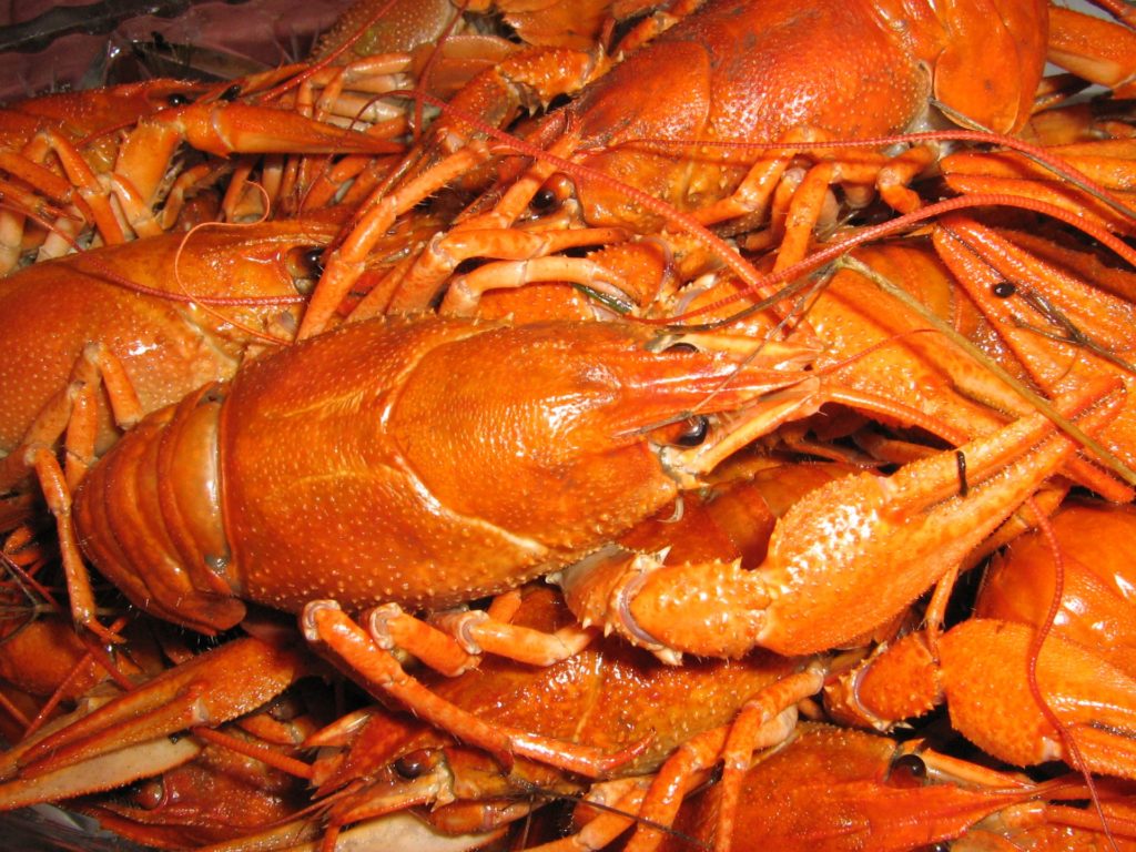 crayfish