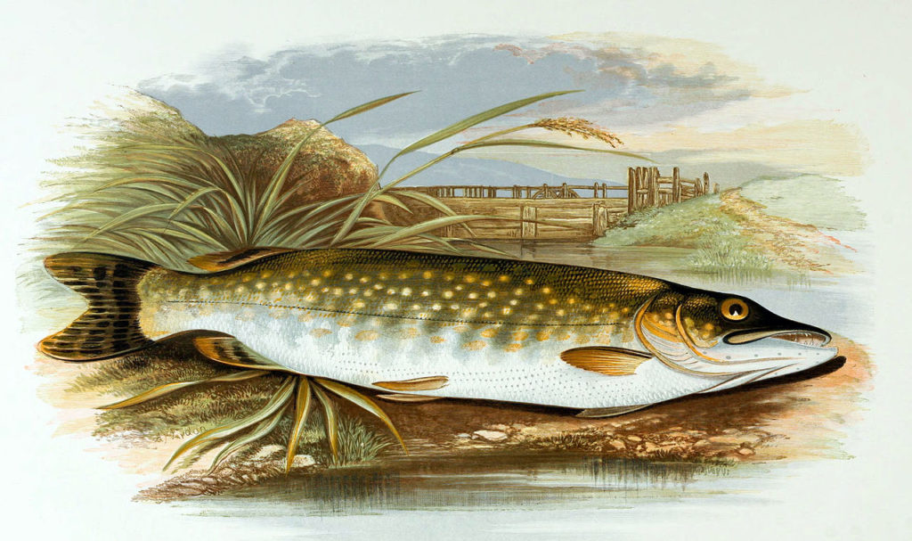 Esox_lucius_A._F._Lydon
