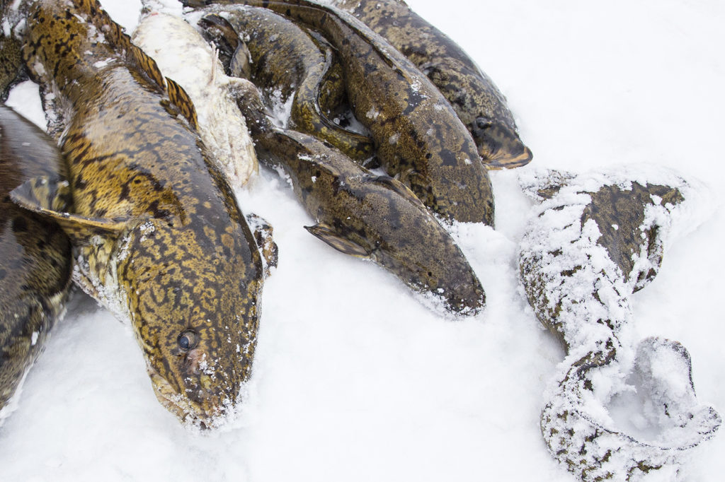 talvisia-mateita.-kuva-tapio-gustafssonkalatalouden-keskusliitto.-kuva-vapaasti-kaytettavissa-tiedotteen-yhteydessa.