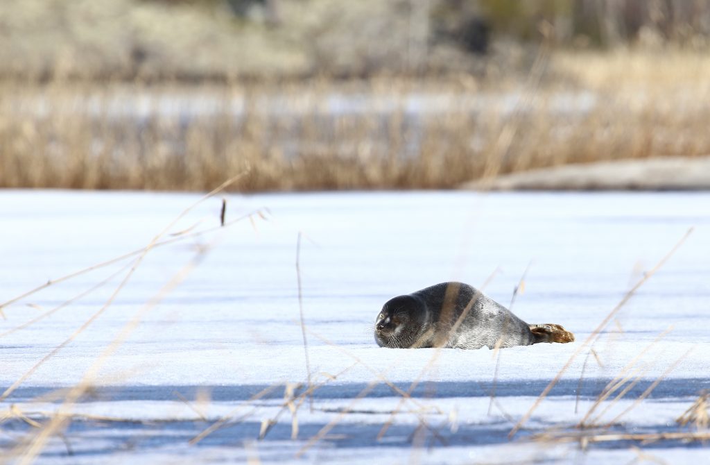 saimaannorpan_kuutti_kuva_arvi_tyni